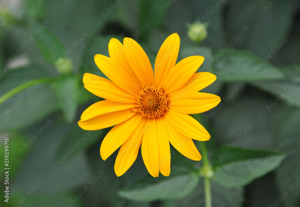 Obraz premium Jerusalem artichoke or girasol (Helianthus tuberosus)