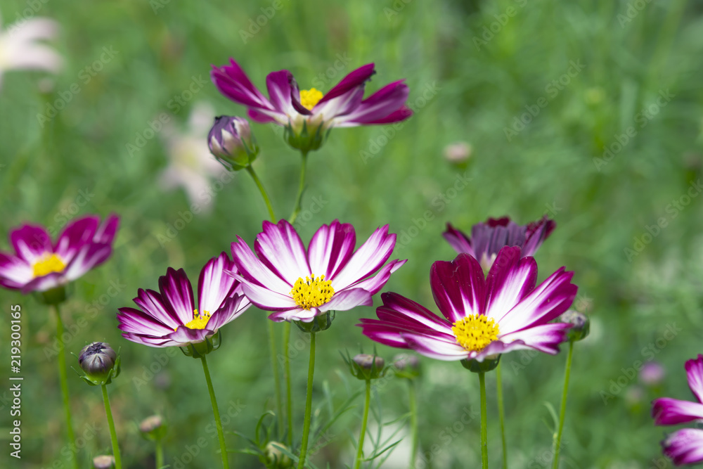 Beautiful red white cosmos flower blooming in the garden. Beautiful red white cosmos flower blooming in the garden.