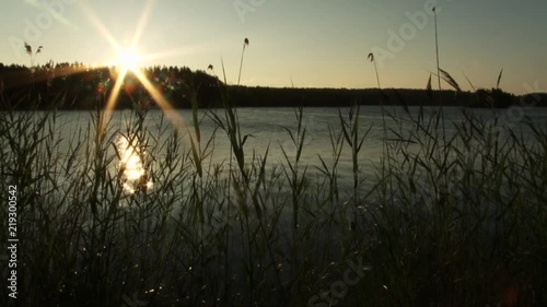 Reeds on the shores of the lake at dawn