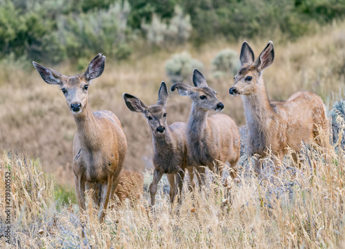 Backyard Band of Brothers - A family of mule deer scout my backyard in search of vegetation to eat. My flowers don't stand a chance. Silverthorne, Colorado. 
