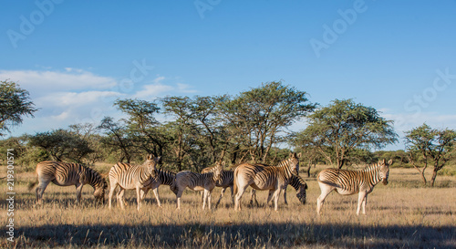 Burchell's Zebra Family Group