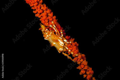 Wire Coral Crab Xenocarcinus tuberculatus photo