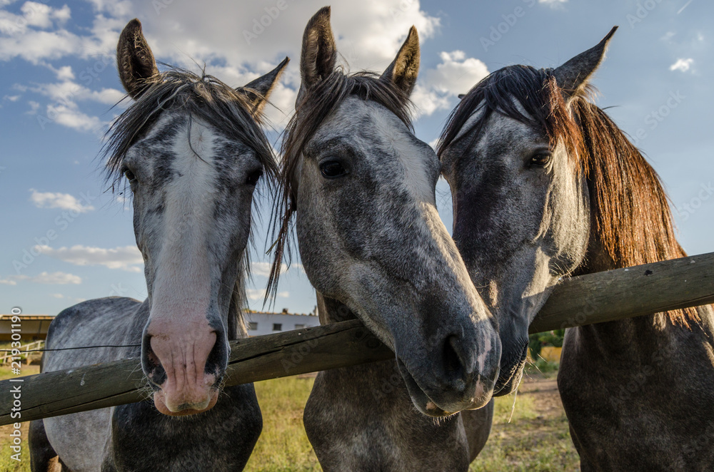 Naklejka premium Tres caballos al sol II