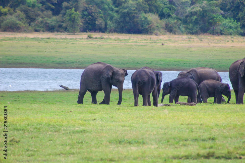 Indian Elephant Sri Lanka