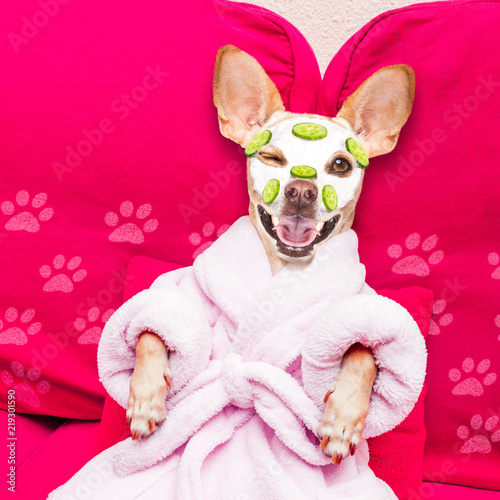 wellness beauty mask  spa  dog photo