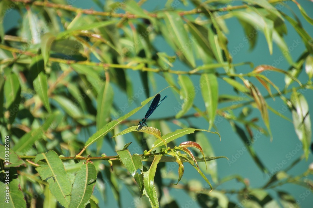 Fototapeta premium Dragonfly on a shrub and the Vrbas river. In the Tjesno canyon, near Banja Luka, Bosnia and Herzgovina, South-east Europe.