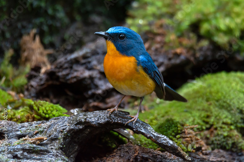 Bird in blue and orange color in nature,front view..Colorful mature flycatcher male bird in full plumage perching on log beside a pond in deep rainforest  of Thailand. © sbw19