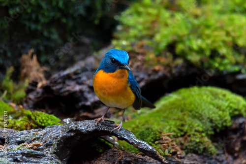 Bird in blue and orange color in nature,front view..Colorful mature flycatcher male bird in full plumage perching on log beside a pond in deep rainforest of Thailand.