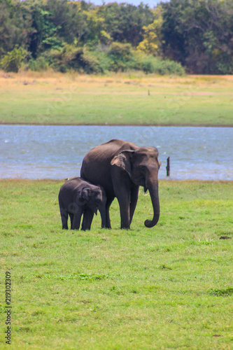 Indian Elephant Sri Lanka