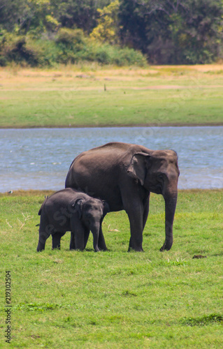 Indian Elephant Sri Lanka