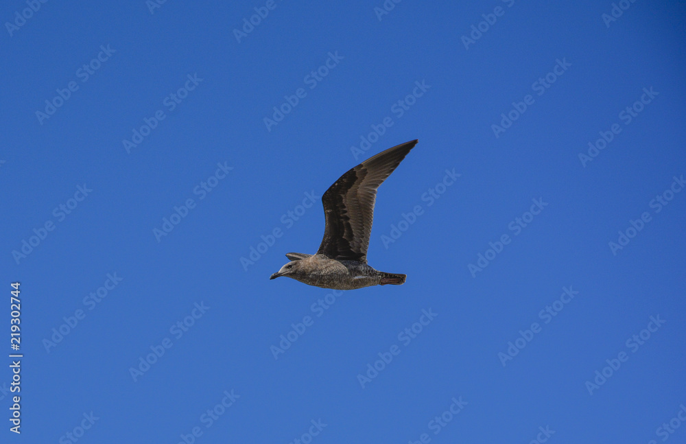 Obraz premium Seagull flying fast 