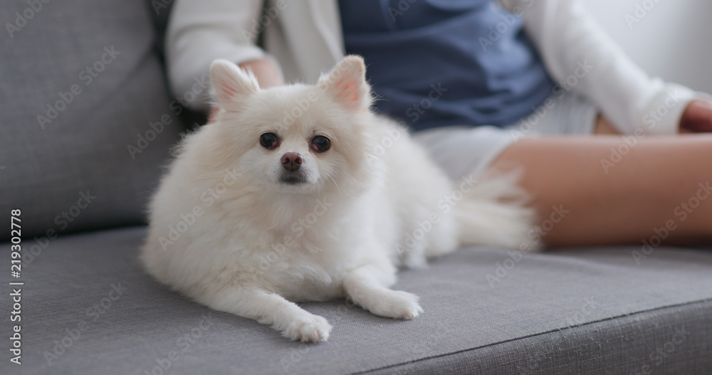 Pet owner touch on her pomeranian dog on sofa at home Pet owner touch on her pomeranian dog on sofa at home