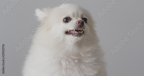 Pomeranian dog angry on white background