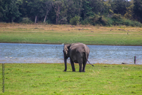 Indian Elephant Sri Lanka