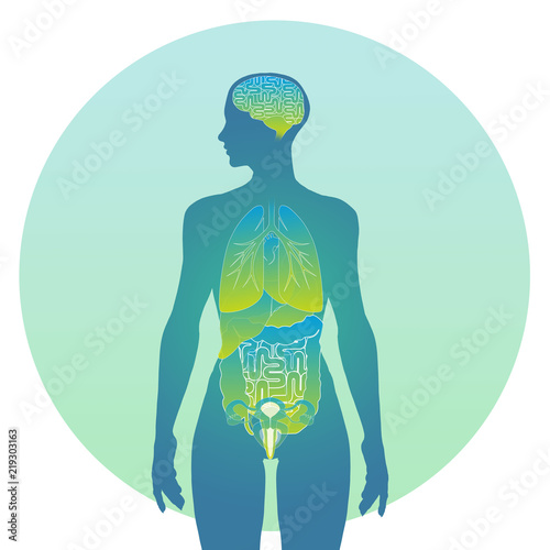 Anatomy: internal and reproductive organs - female model
