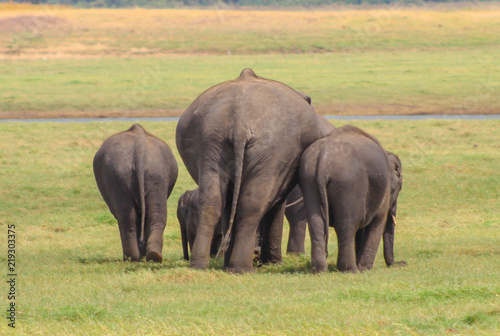 Indian Elephant Sri Lanka © Thomas