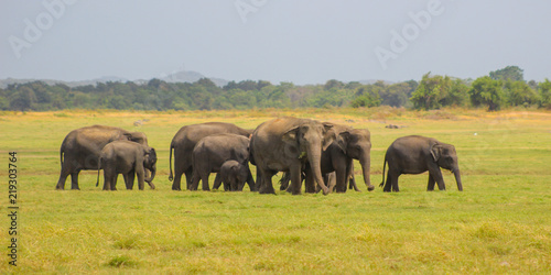 Indian Elephant Sri Lanka