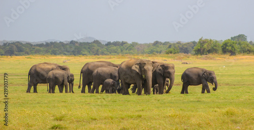 Indian Elephant Sri Lanka