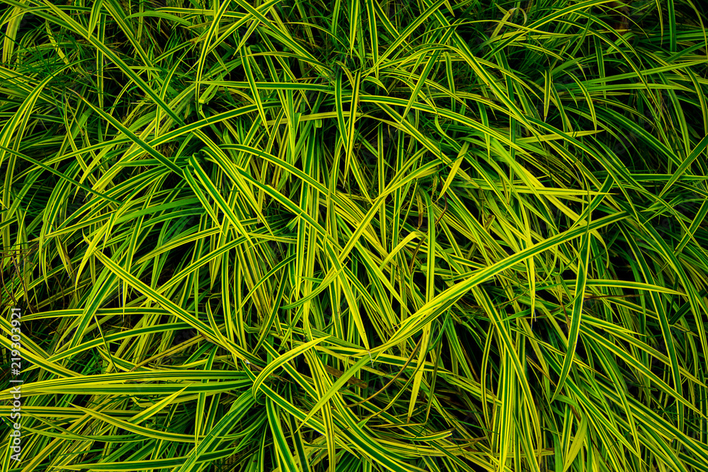 Natural green leaves, background,wallpaper and texture Natural green leaves, background,wallpaper and texture