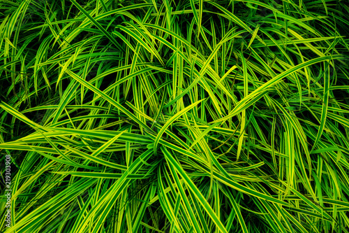 Natural green leaves  background wallpaper and texture