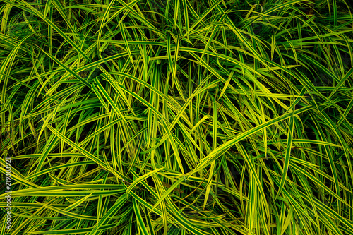 Natural green leaves, background,wallpaper and texture
