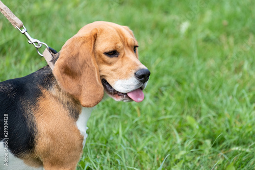 Beagle on the leash in a field © Kent Johansson