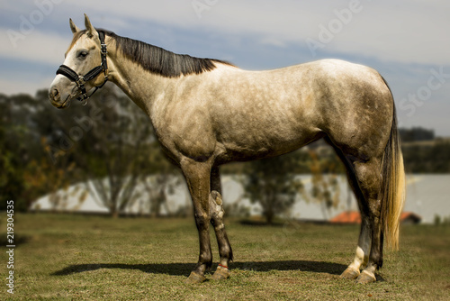 Horse silver