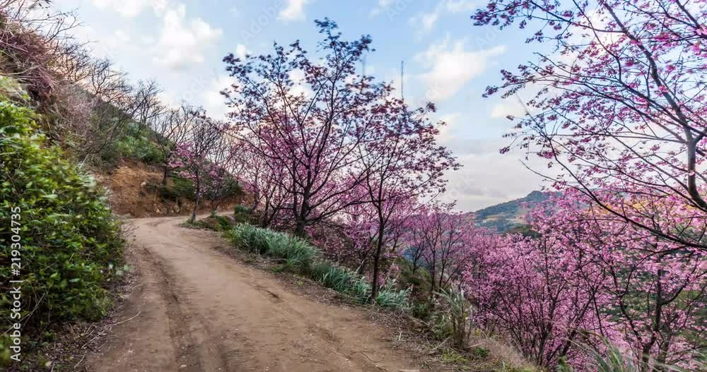 beautiful sakura timelapse in taipei taiwan beautiful sakura timelapse in taipei taiwan