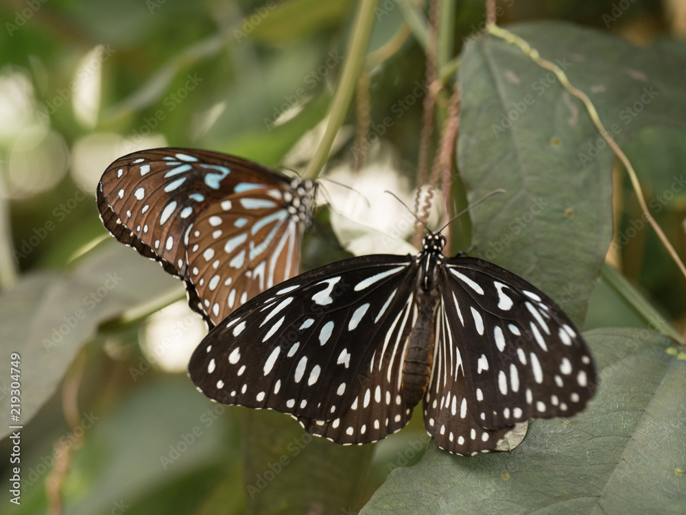 Obraz premium insecta