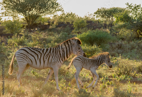 Mother and baby Burchell s Zebra
