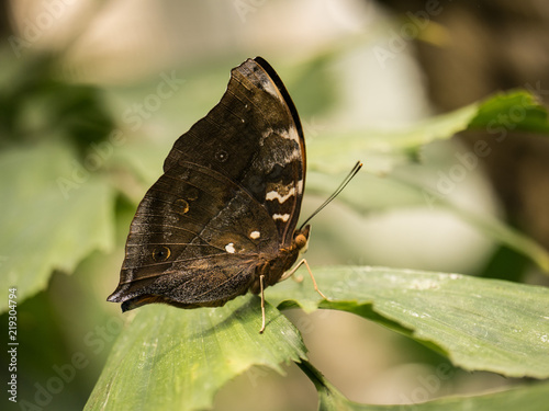 insecta