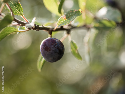 obst