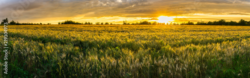 Germany, XXL panorama of rural wheat fields in warm sunset light