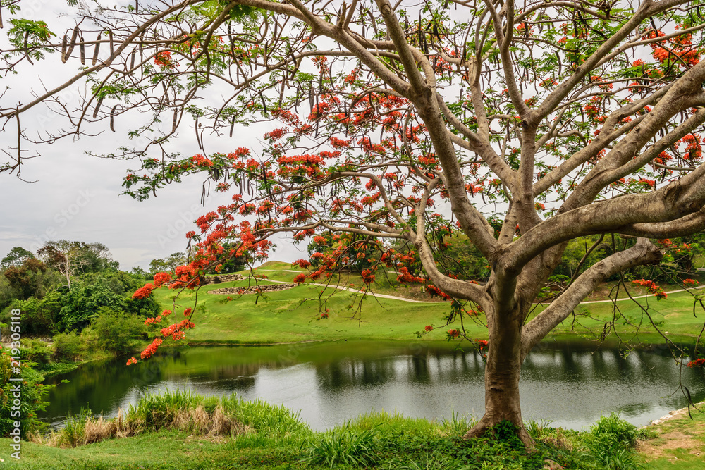 A Royal Poinciana Tree (Delonix Regia) also called Flame Tree overlooking a pond in Montego Bay, Jamaica