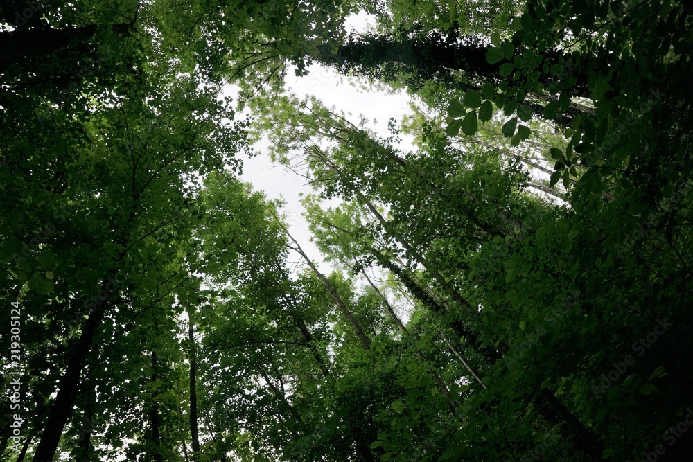 Obraz premium Wald am Bodensee zwischen Ludwigshafen und Sipplingen