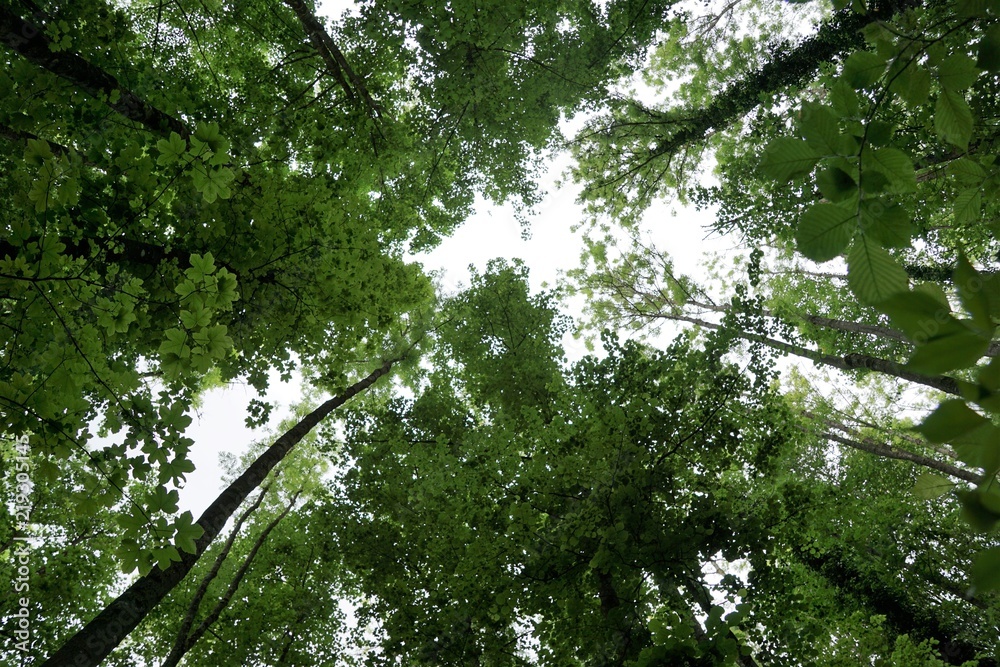 Wald am Bodensee zwischen Ludwigshafen und Sipplingen Wald am Bodensee zwischen Ludwigshafen und Sipplingen
