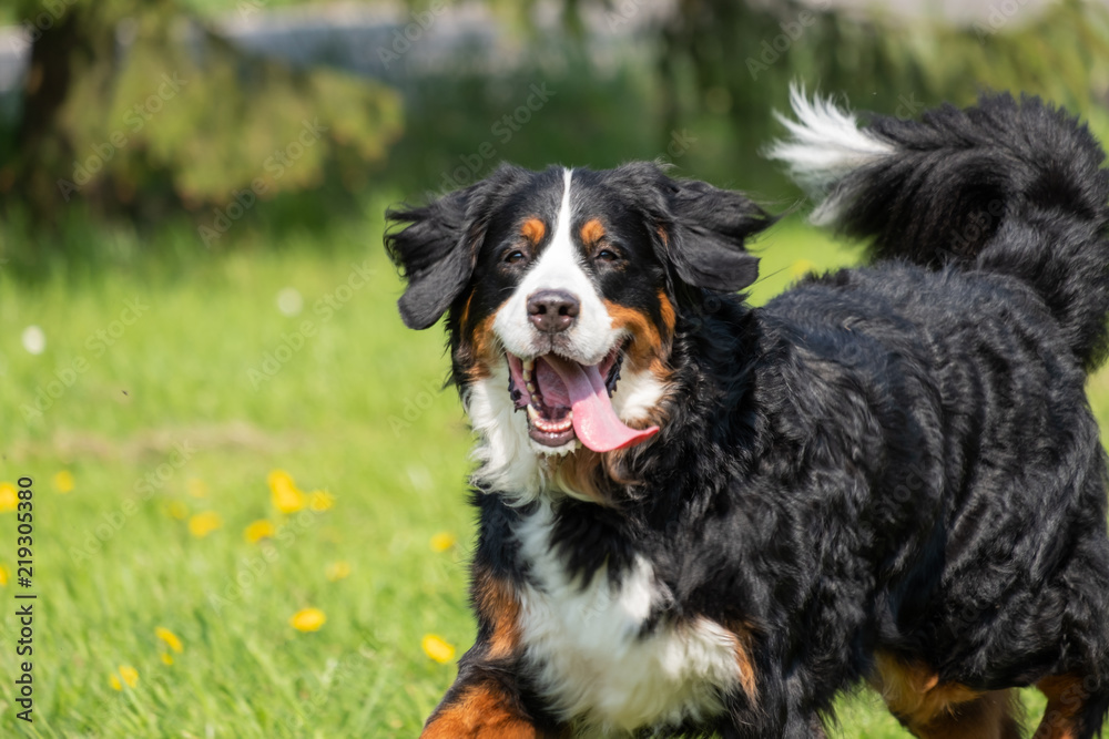 Happy Bernese Mountain Dog in a field