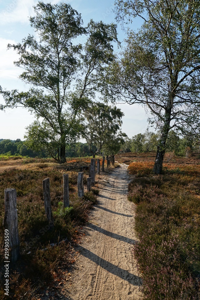 Weg  durch die Heide | Fischbeker Heide in Hamburg