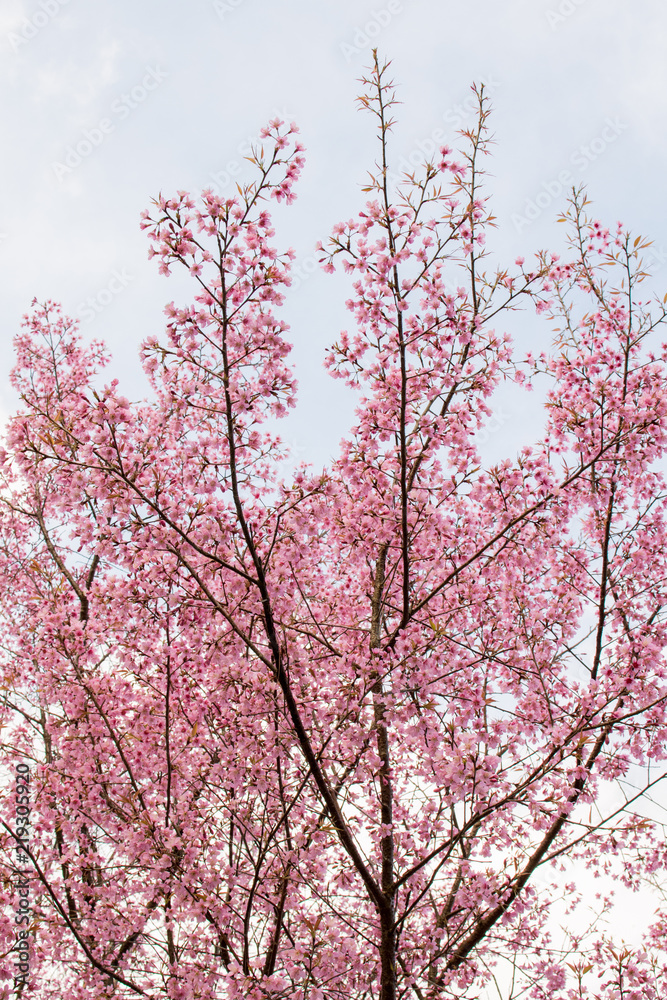 Wild Himalayan Cherry is very beautiful. Flowering only winter. Wild Himalayan Cherry is very beautiful. Flowering only winter.