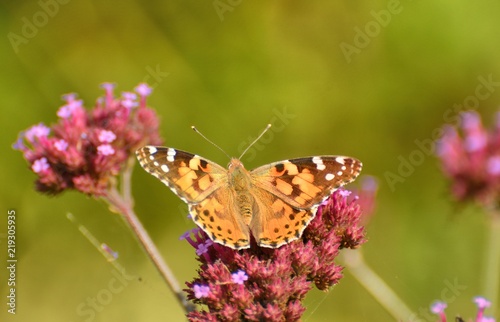 Painted lady butterfly (Vanessa) on faded blossom of verbena bonariensis plant © Kaboodle