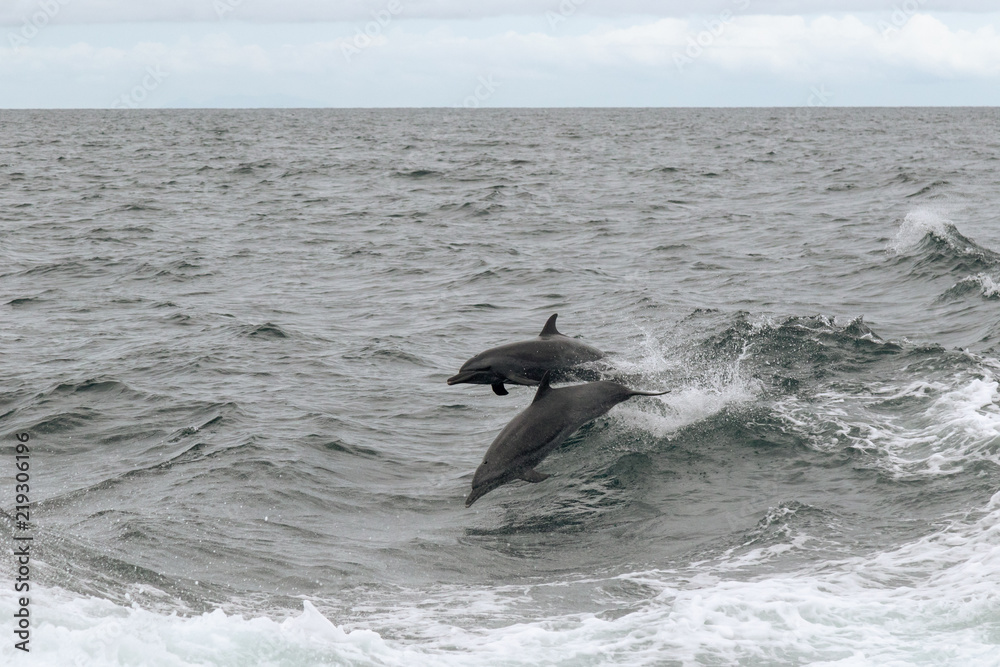 Obraz premium Pantropical Spotted Dolphin - Panamá 