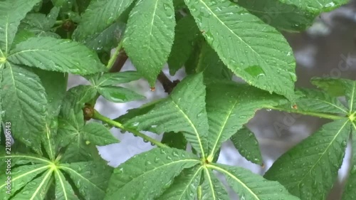 Green leaves in the rain. A tree in the rain. Summer shower.