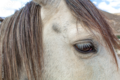 A gray horse in the nature, against the backdrop of the mountain. The eye of a horse, close-up.