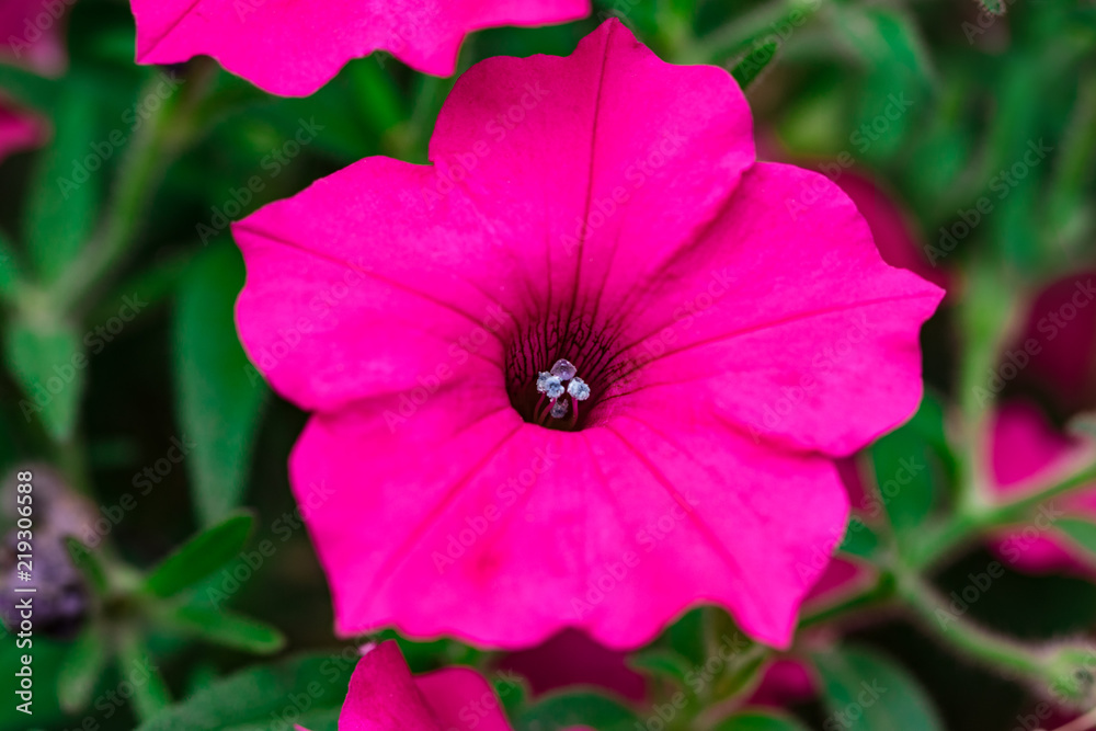 Flowerbed with purple petunias / Image full of colourful petunia (Petunia hybrida) flowers Flowerbed with purple petunias / Image full of colourful petunia (Petunia hybrida) flowers