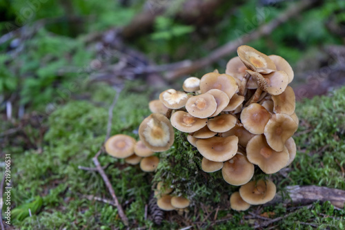 Mushrooms on Stump