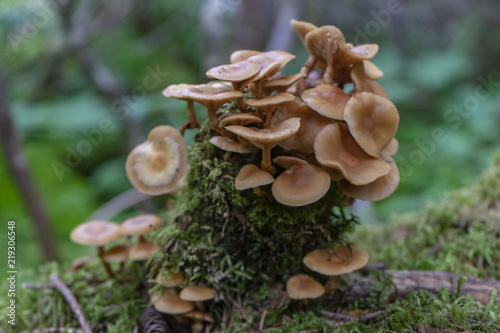 Mushrooms on stump