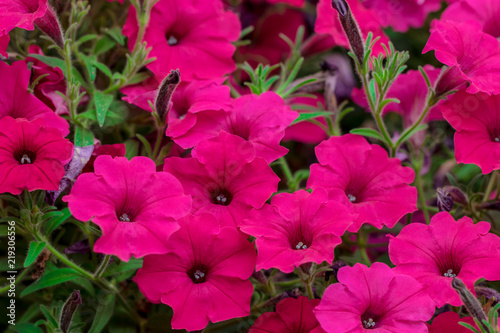 Flowerbed with purple petunias / Image full of colourful petunia (Petunia hybrida) flowers