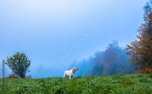 Yellow labrador retriever standing in the fog on a green field in Finland. In the background is a strong fog. Image includes a effect.