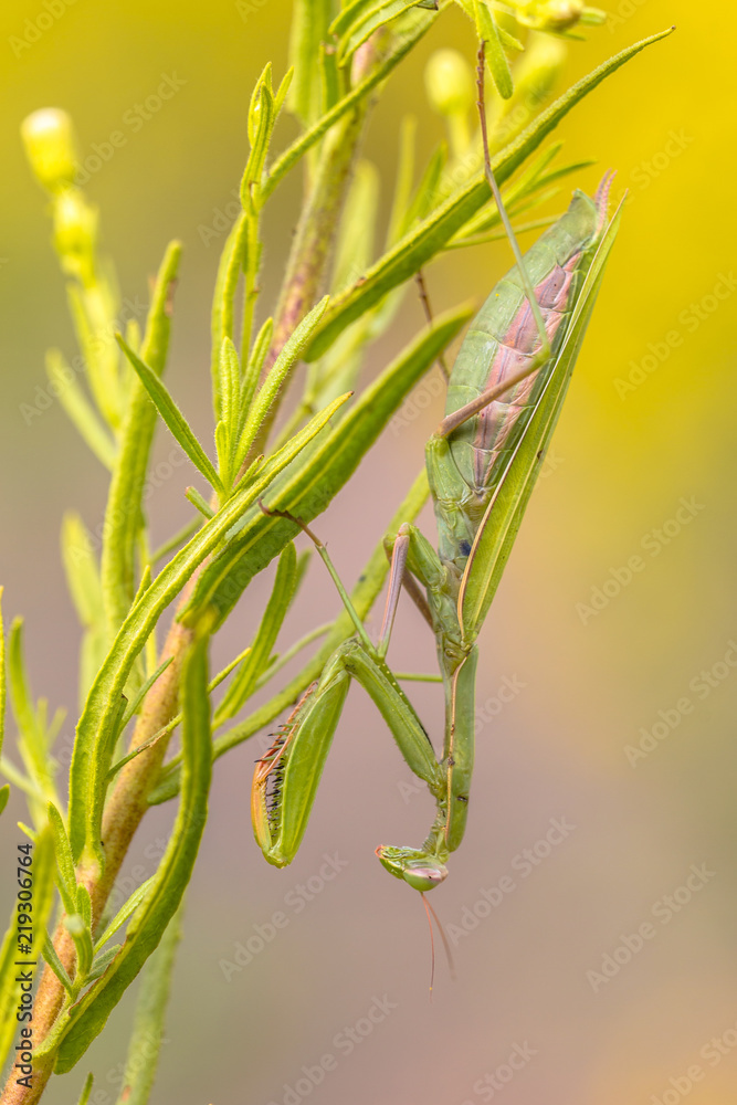 praying Mantis ambush predator yellow flower praying Mantis ambush predator yellow flower