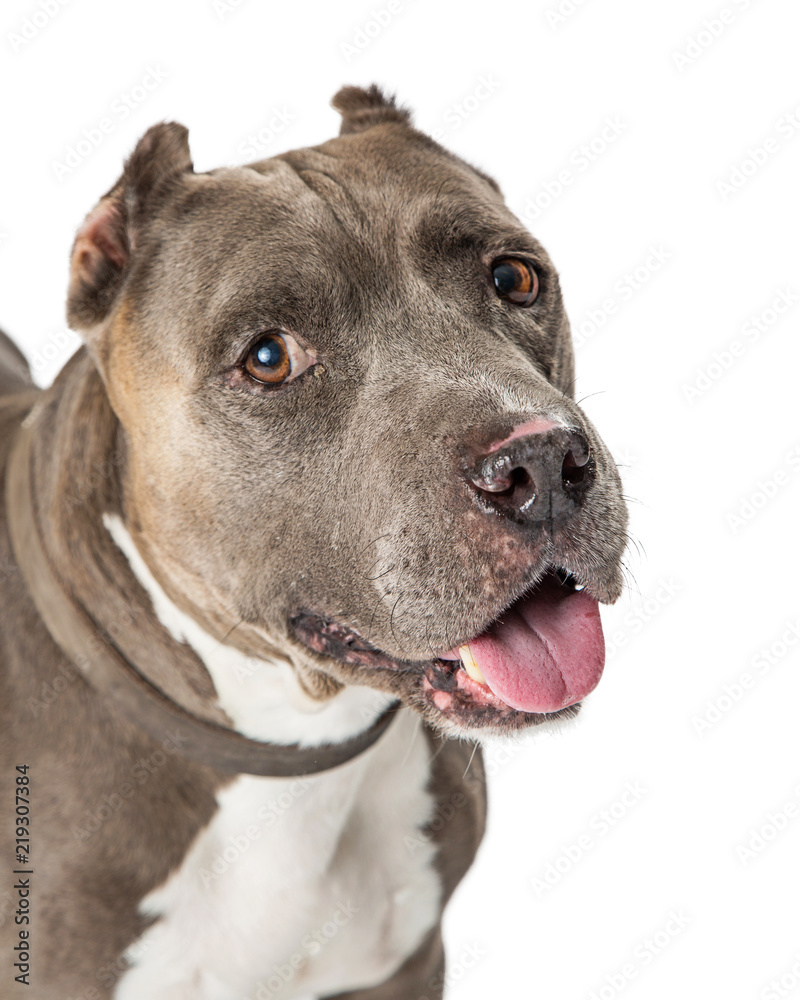 Closeup American Staffordshire Terrier Dog Cute Expression